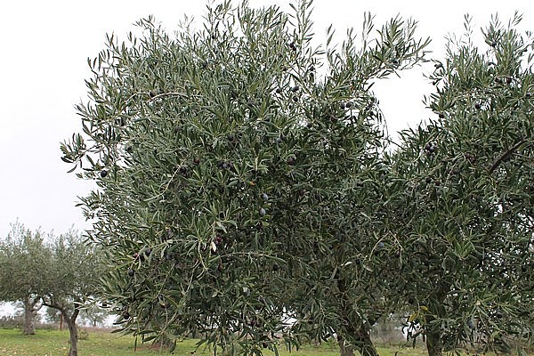 PARCELAS en VENTA 34