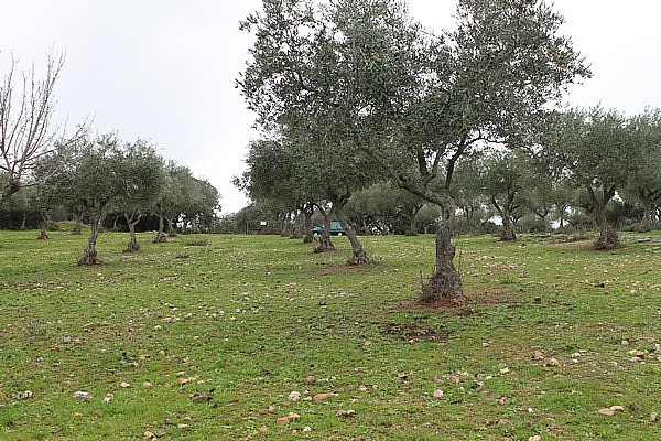 PARCELAS en VENTA 35