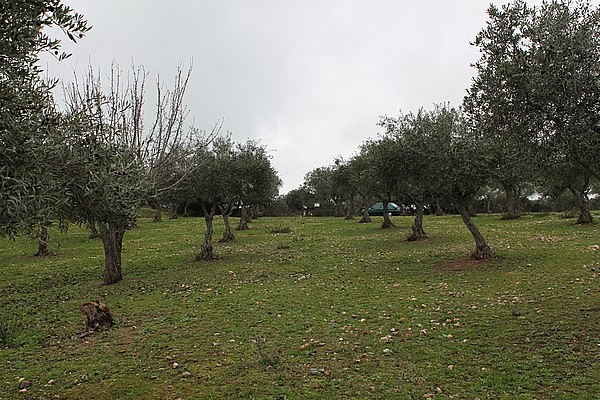PARCELAS en VENTA 36