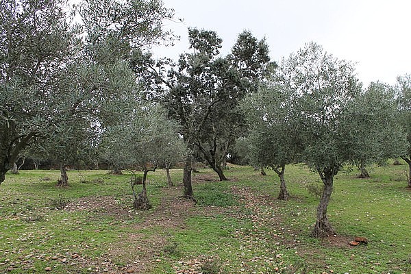 PARCELAS en VENTA 37