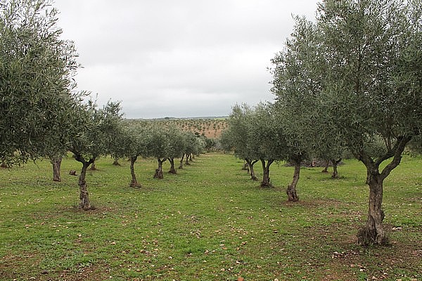 PARCELAS en VENTA 38