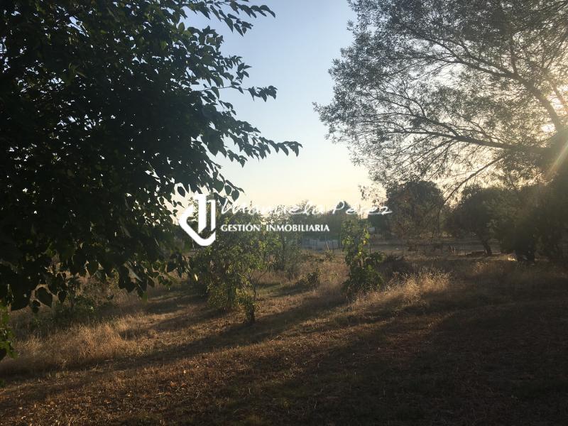 Venta de Parcela y Vivienda en Torreorgaz 4